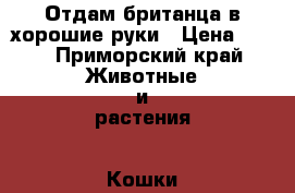 Отдам британца в хорошие руки › Цена ­ 50 - Приморский край Животные и растения » Кошки   